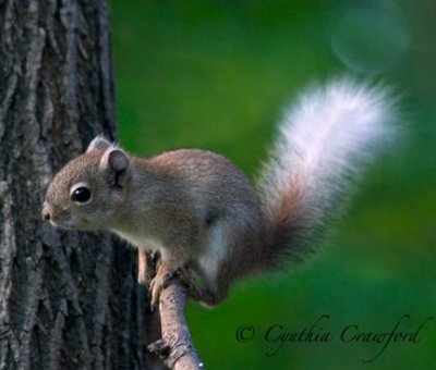 Red Squirrel-variant color