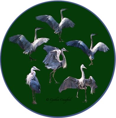 Heron Dance