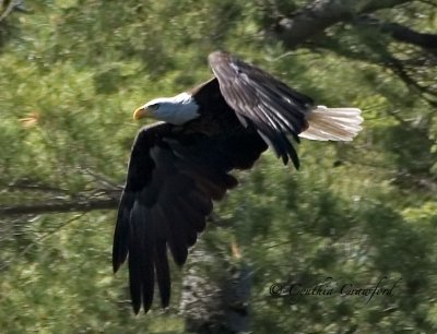 Bald Eagle at a pond in New Hampshire