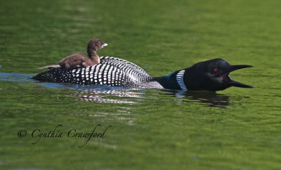 loon+ chick- Eagle alert