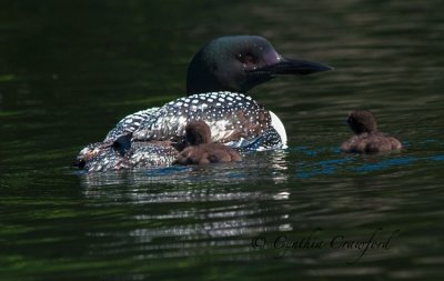 Loon chick 1