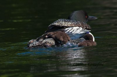 Loon chick2