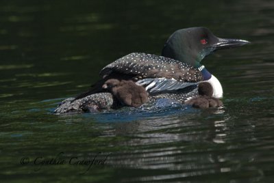 loon chick3
