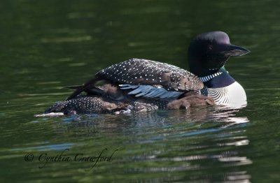loon chick 5