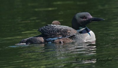 loon chick 6