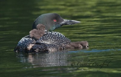 loon chick 7