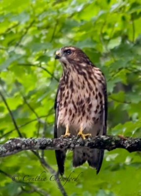 Broad-Winged Hawk in Vermont