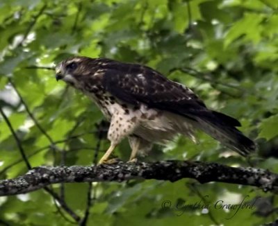 Broad-winged Hawk side