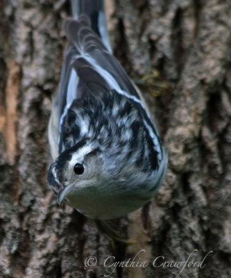 black+white warbler-juvenile?