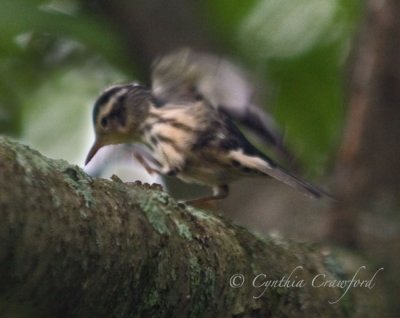 black+white. warbler-funny