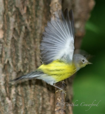 magnolia warbler immature 2