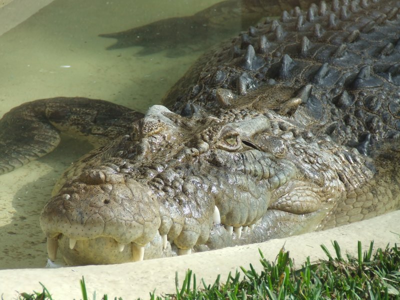 Featherdale Wildlife Park: Croc!