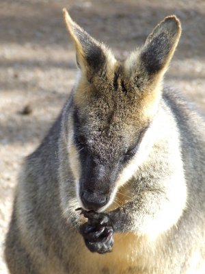 Featherdale Wildlife Park: Kangaroos