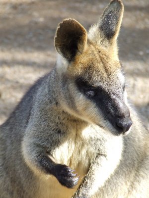 Featherdale Wildlife Park: Kangaroos