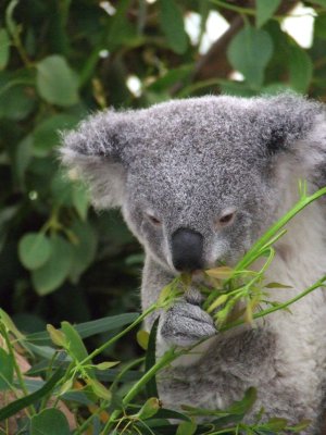 Featherdale Wildlife Park: Koalas