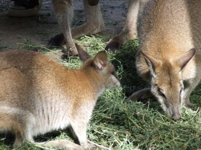 Featherdale Wildlife Park: Kangaroos