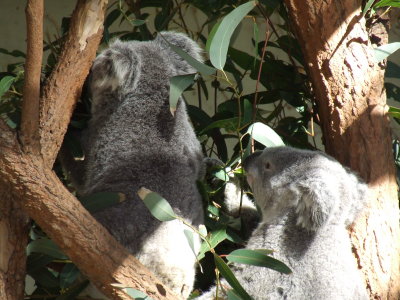 Taronga Zoo: Koalas