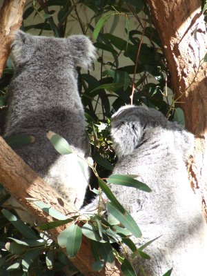 Taronga Zoo: Koalas