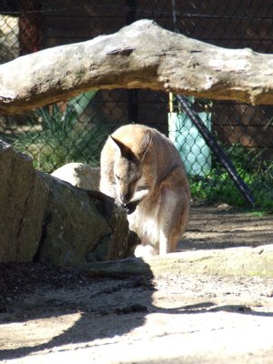 Taronga Zoo: Kangaroos