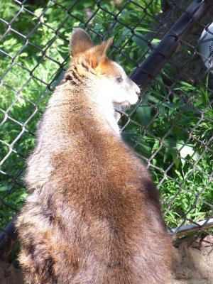 Taronga Zoo: Kangaroos