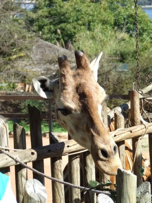 Taronga Zoo: Giraffes