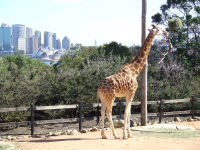Taronga Zoo: Giraffes