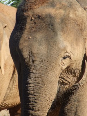 Taronga Zoo: Elephants