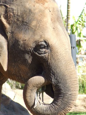 Taronga Zoo: Elephants