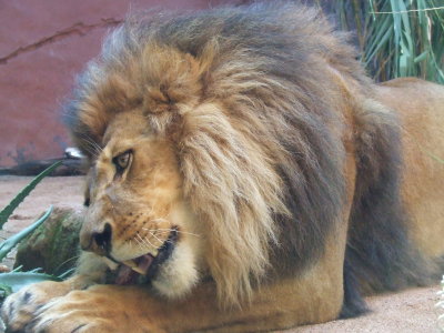 Taronga Zoo: Lions