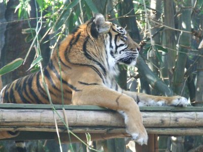 Taronga Zoo: Tigers