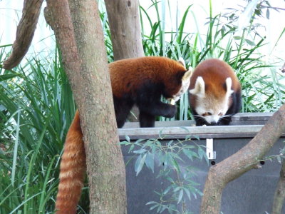 Taronga Zoo: Red Foxes