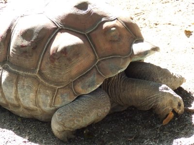 Taronga Zoo: Giant Turtles