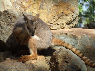 Featherdale Wildlife Park: Rock Wallabies