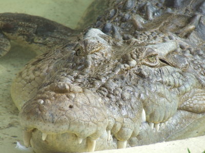 Featherdale Wildlife Park: Croc!