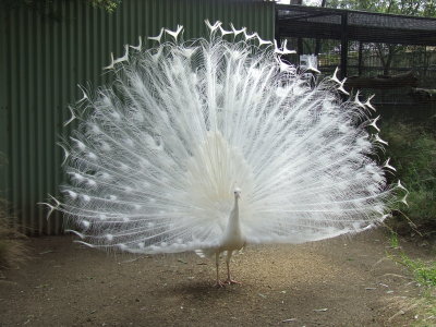 Featherdale Wildlife Park: Albino Peacock