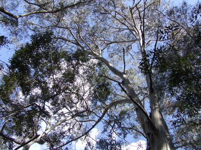 The Blue Mountains