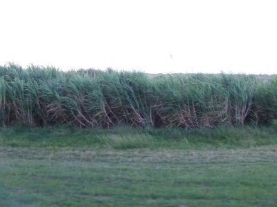 Sugar Cane Fields are Everyone around Cairns