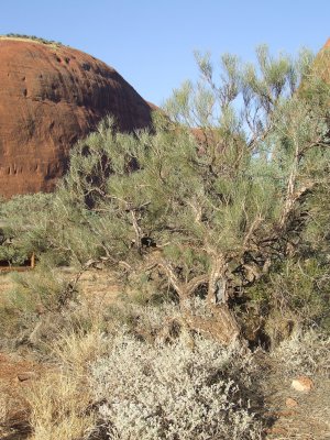 Kata Tjutu (The Olgas)