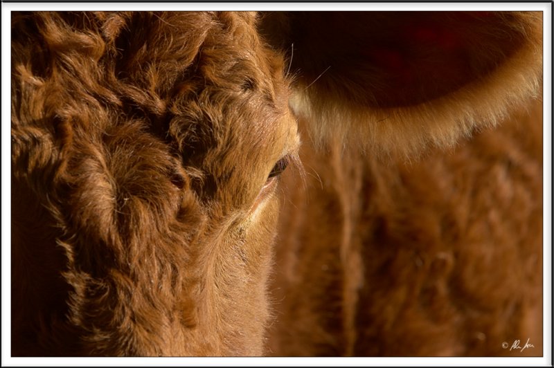 friendly cow