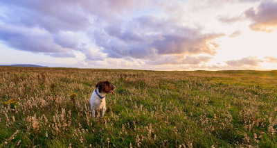 Paradise for Spaniels