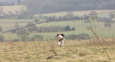 on the ridge