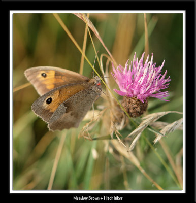 Meadow Brown with a passenger