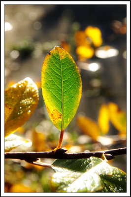 little leaf