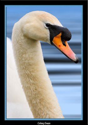 A London Colney Swan