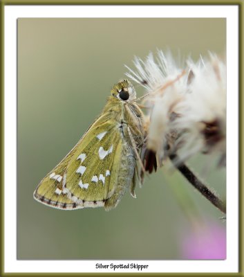 Silver Spotted Skipper