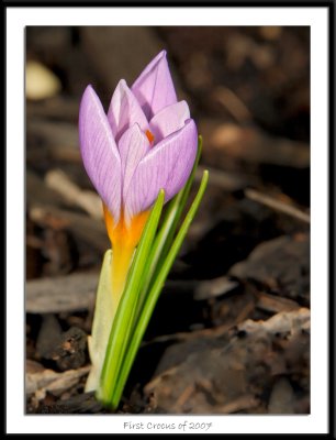 First Crocus