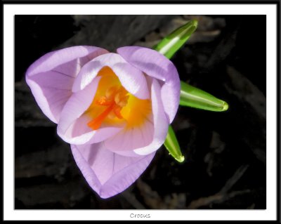 crocus