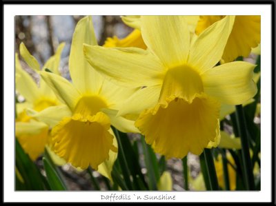 Daffodils `n Sunshine