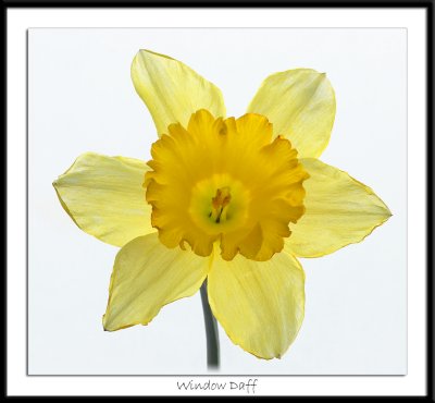 Windowsill Daffodil