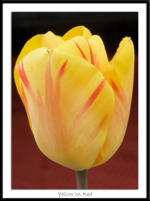 Yellow Tulip on Red